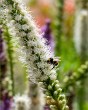Liatris Floristan White9